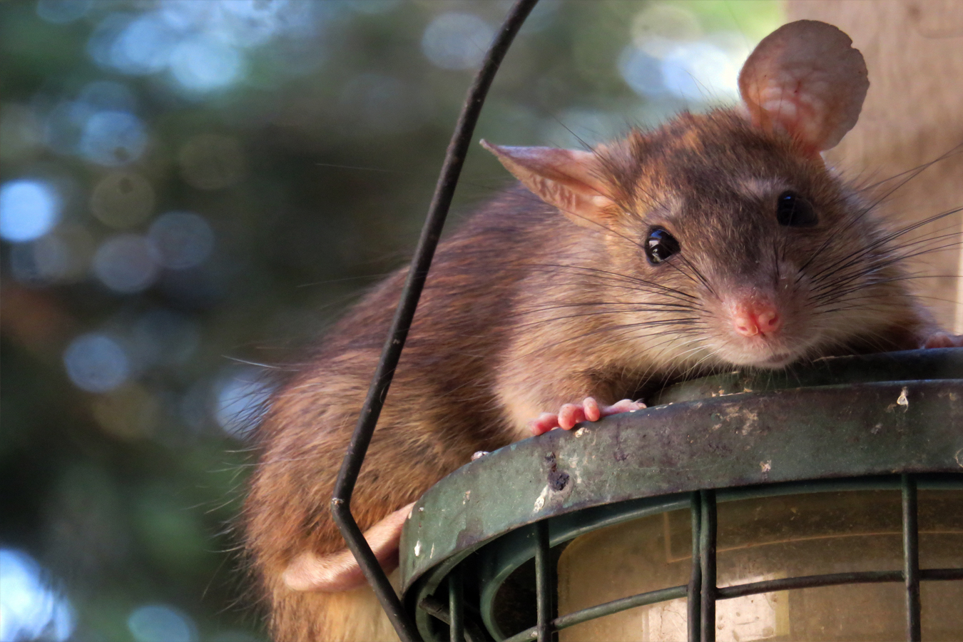 Rats
